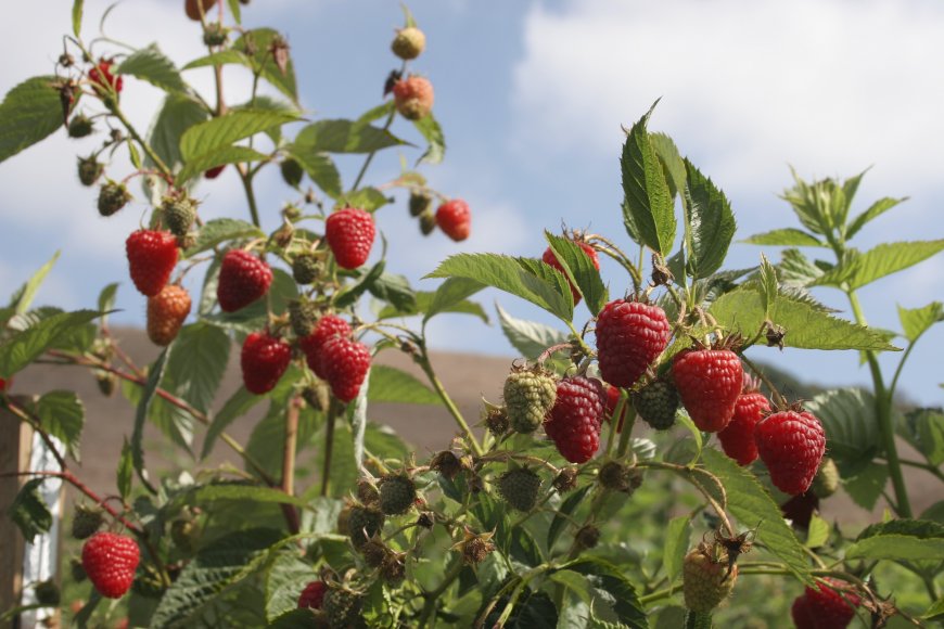The Real Sweet Shop: Free Raspberries for Soho